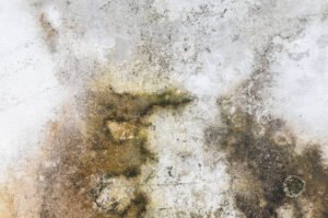 Mold growth on a wall with brown and white paint, highlighting the need for mold remediation efforts. 