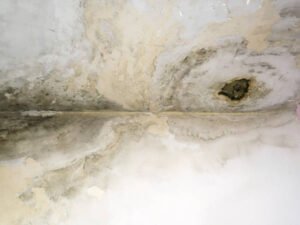 Visible mold growth on a residential ceiling, highlighting the urgent need for professional mold restoration services in San Diego, CA.
