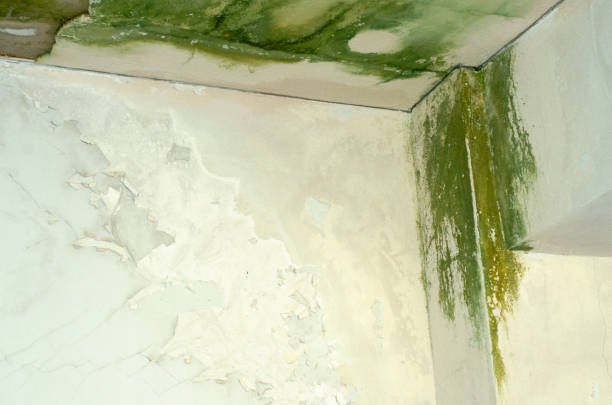 on fungus mold weathered wall