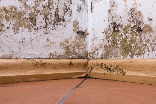 Moldy wall in a room corner, highlighting the need for mold remediation services nearby.