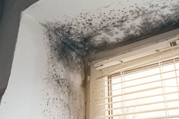 Close-up of mold on a wall in a room with a window, emphasizing the importance of mold removal and remediation.