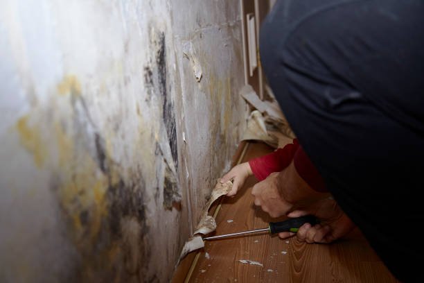 Mold Remediation (3)