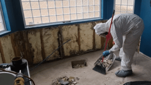Choosing the best mold remediation company for your project Infographic guide highlighting toxic black mold symptoms, health risks, and home protection methods