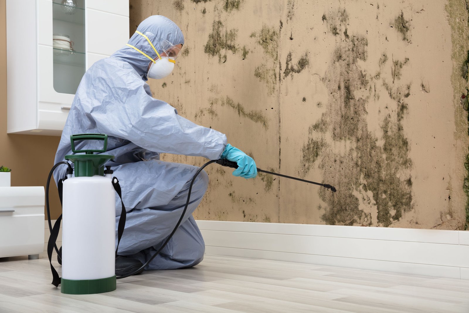 Mold Removal Service Mold Removal Service