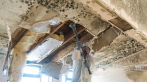 Mold remediation service