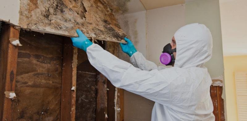 Professional Mold Restoration Services inspecting roof water damage